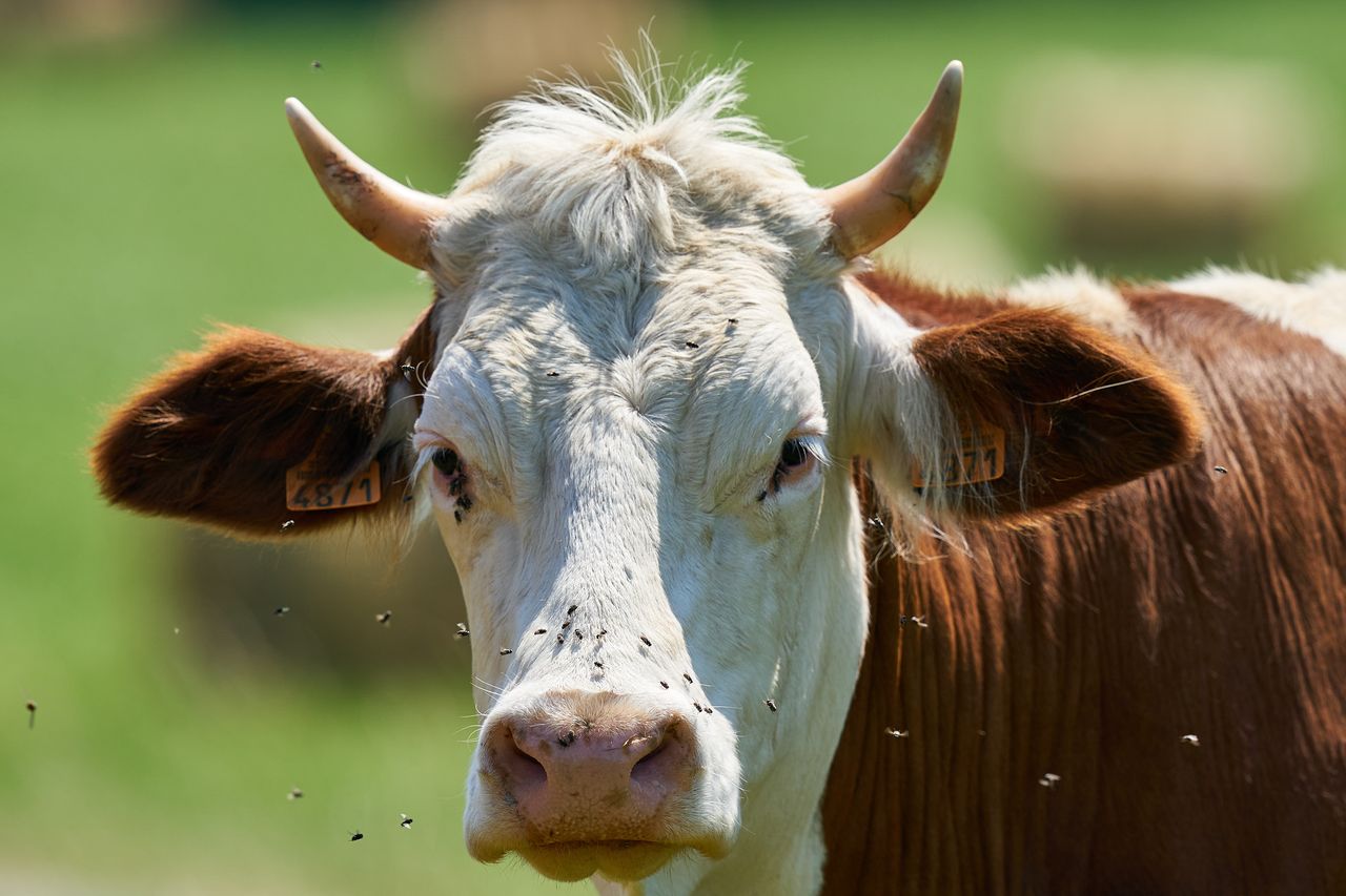Faune portrait Vache Montbéliarde 01
